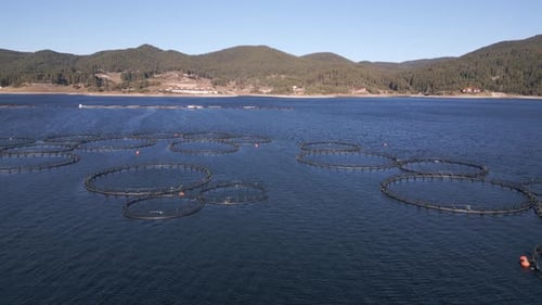 Drone Flying Over the Salmon Fish Farm in the River Aerial View