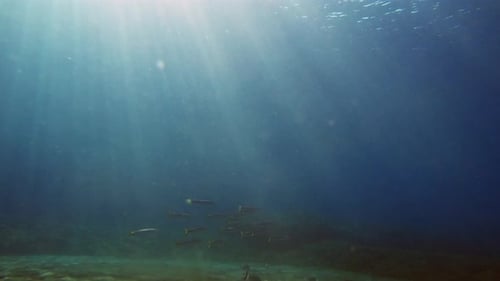 Underwater footage of fish swimming in blue water of Greece