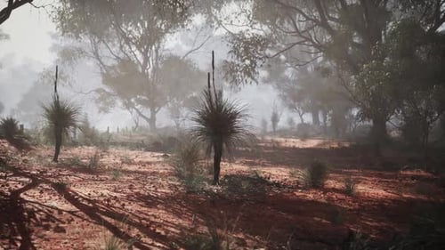 Misty Australian Bush Landscape with Grass Trees