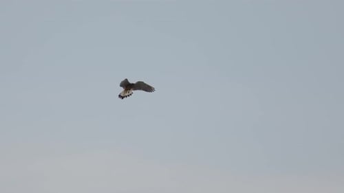 Hawk Flying Against Light Blue Sky During the Day