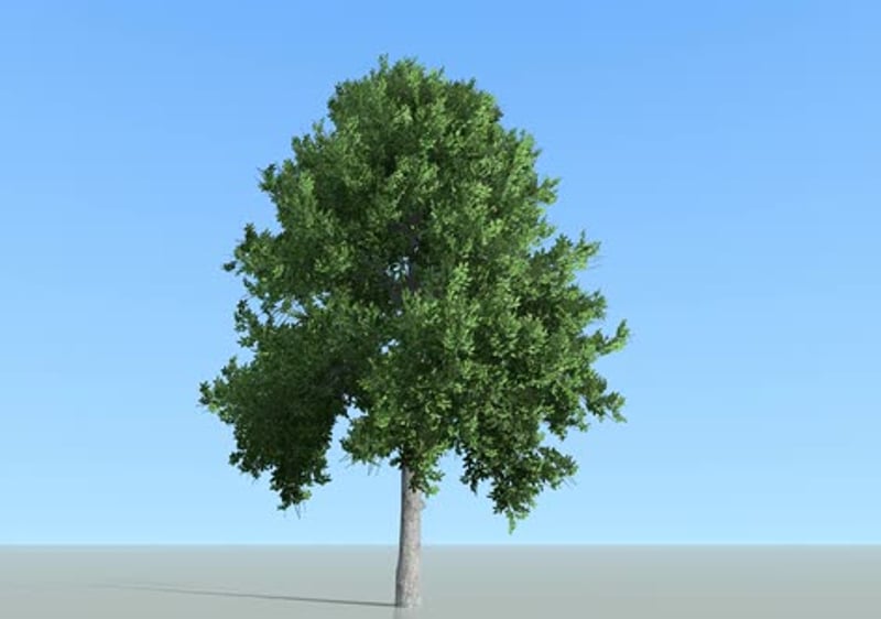 Isolated Realistic Green Tree Swaying in Gentle Breeze, Backgrounds ...