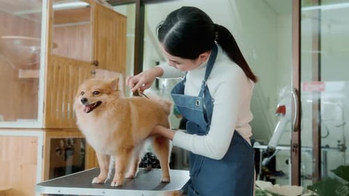 Woman Grooming Dog With Scissors in Pet Store