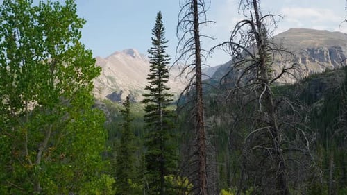 Bright Green Woodland Leaves Moving Gently With Calm Summer Breeze Air