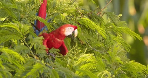 Farbenfrohes Scharlachrot beim Fressen zwischen Ästen im üppigen Regenwald Perus an einem hellen Morgen