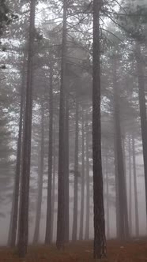Vertical Video Misty Forest Flight Between Trees in the Foggy Forest