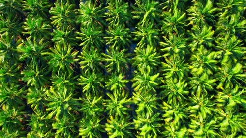 4K : Aerial view over a palm and coconut plantation