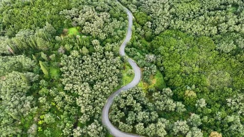 An aerial shot reveals a scenic road curving through a dense, verdant forest.