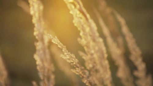 Close Up of Golden Wild Grass on the Sunset
