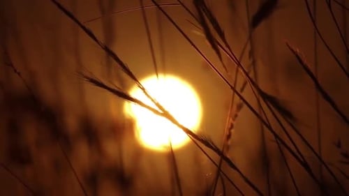 Grass Silhouetted Against Radiant Sunset
