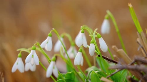 Snowdrops bloom in early spring