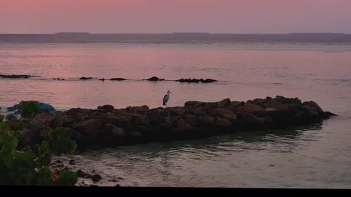 Aerial view of heron on rocks, Maldives.