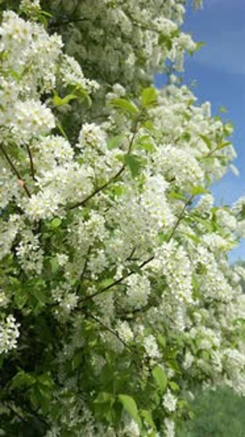 The Blooming Trees with White Flowers in Spring Natural Background
