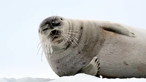 Ringed Seal resting in the Arctic circle during a polar snow storm
