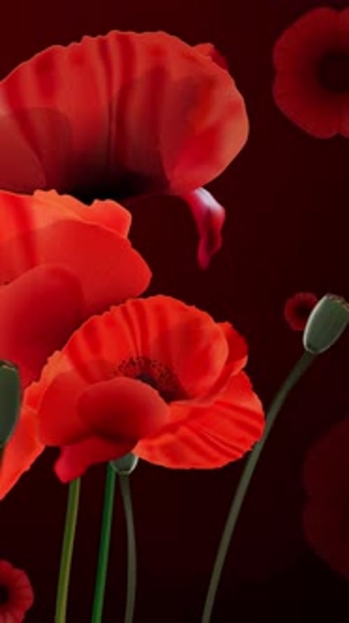 Remembrance Day Loop Vertical