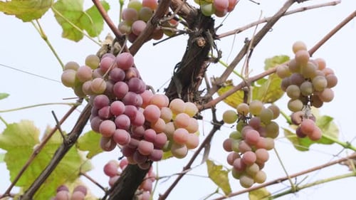 Der Winzer schneidet und pflückt während der Weinlese reife Weintrauben von Reben