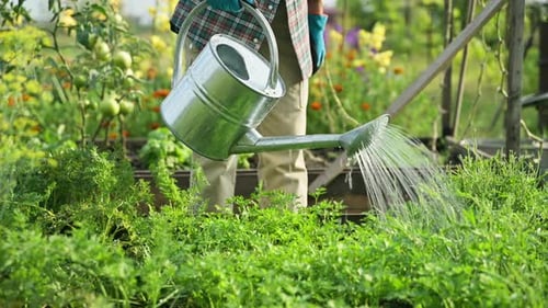 Person Watering Garden with Watering Can on Sunny Day