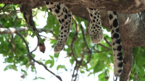 Fleckige Beine und Schwanz eines Leoparden, der auf dem Ast schläft. - Nahaufnahme