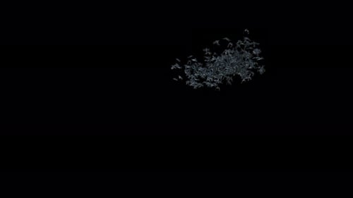 Flying Swarm of Bats with Alpha Channel Loop