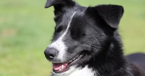 Young mixed-breed dog close-up in sunlight, slow motion