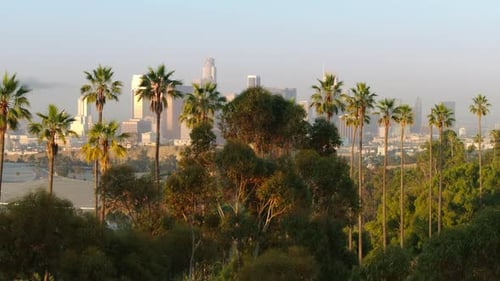 California USA Aerial Travel Tourism Footage Drone Flying Along Palm Trees