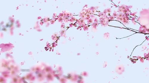 Falling Cherry Blossom Petals Against a Soft Blue Sky