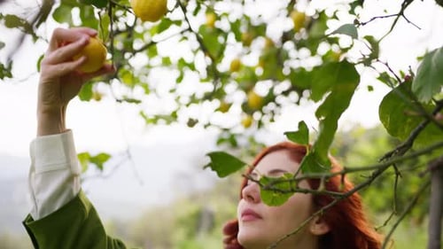 Woman Picks Lemons from Tree in Orchard