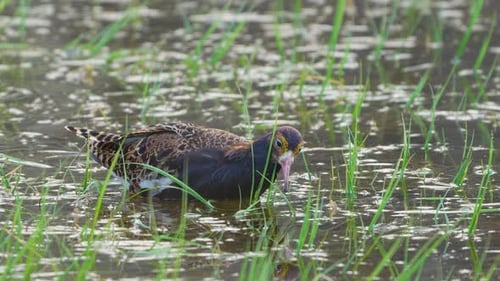 Ruff (Calidris pugnax) eating insects in a swamp