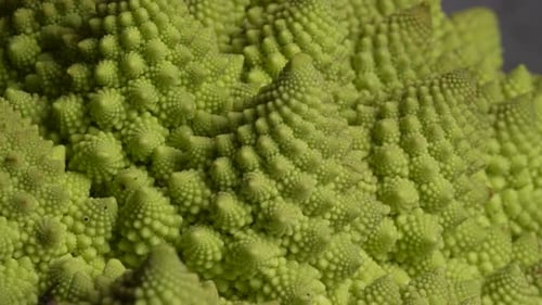 Chou-fleur Romanesco 09