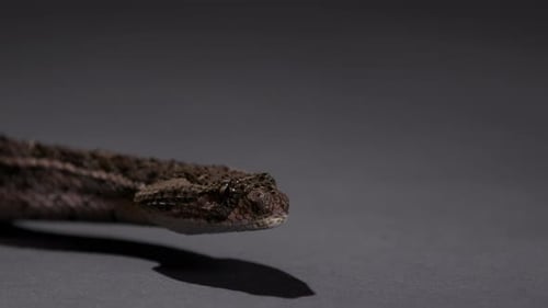 Puff Adder snake close up on head