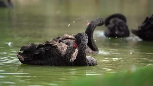 Black Swans in the Waters Cleaning Itself (Handheld)