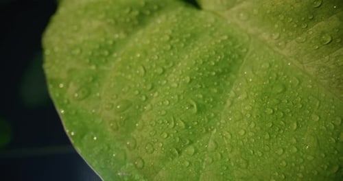 Water Drop on Green Leaves Ecology Fresh Water Drops On Leaves Eco Droplets