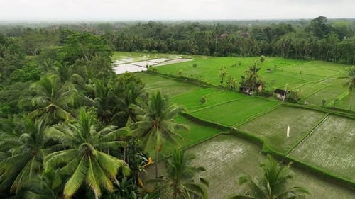 Aerial view of paddy fields in Ubud, Bali Island, Indonesia.
