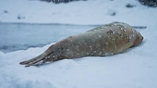 Leopard Seal Isolated Lying On The Iceberg During Snowstorm In Antarctica. Close up