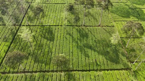 Beautiful drone shot of a tea plantation with lush green foliage, symmetrical farming patterns.