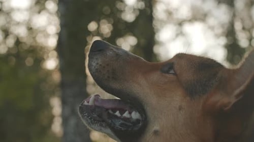 Dog Getting Treat from Owner Outdoors
