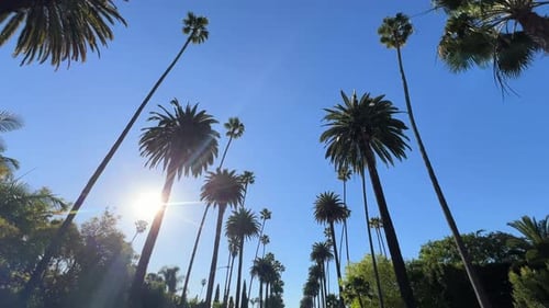 A Breathtaking View of Palm Trees Stretching Towards a Clear Blue Sky Bathed in Warm Sunlight