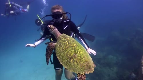 Scuba Diver Gently Holds Sea Turtle Underwater