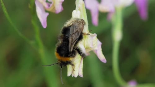Bumblebee on Delicate Flower Gathering Pollen
