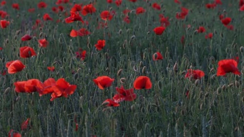 Wunderschöne rote Mohnblumen bei Sonnenuntergang. Feld mit blühenden Mohnblumen. Grüne Stängel und rote Blüten.