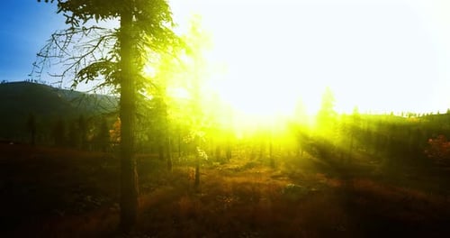 Un lever de soleil éclatant projette une lueur chaude sur une vaste zone forestière à l'aube
