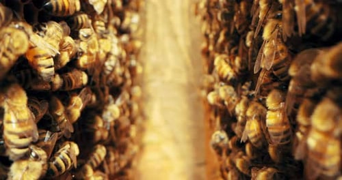 Honeycomb Busy Bees Working Insects Colony Collecting Pollen Nectar From Flowers Taking in Beehives