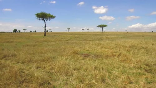 Vast African Savannah Landscape with Acacia Trees