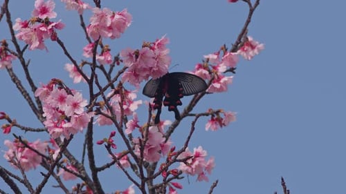 Mariposa cola de golondrina alimentándose de cerezos en flor.