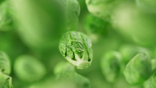 Looping animation of a group of brussels sprouts. Defocus. Close-up.