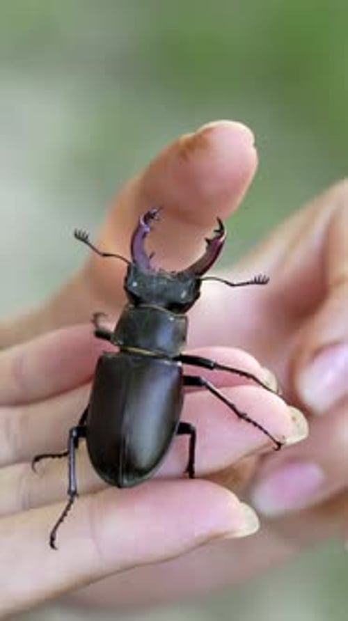 Stag Beetle Crawling on Person's Hand