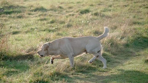 Golden Labrador Retriever Running on the Grass Floor During a Walk Close Up The Concept of Pet