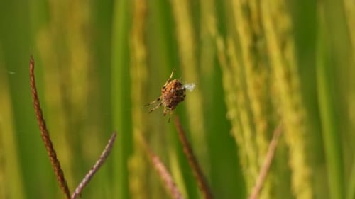 Spider making web - gold - green .