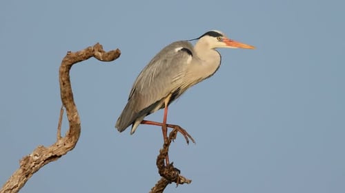 Grey Heron Perched On A Tree, Kruger National Park