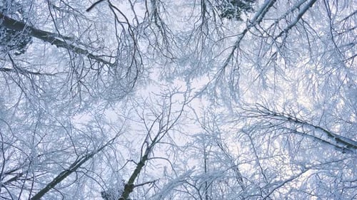 Upwards View Panorama of Frozen Trees in Cold Winter Forest Nature