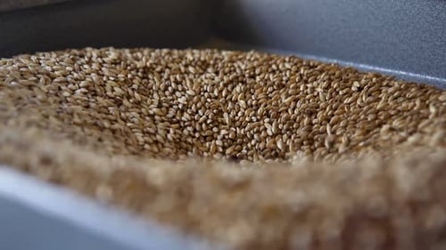 Foto de alta definição de cevada maltada caindo no moedor